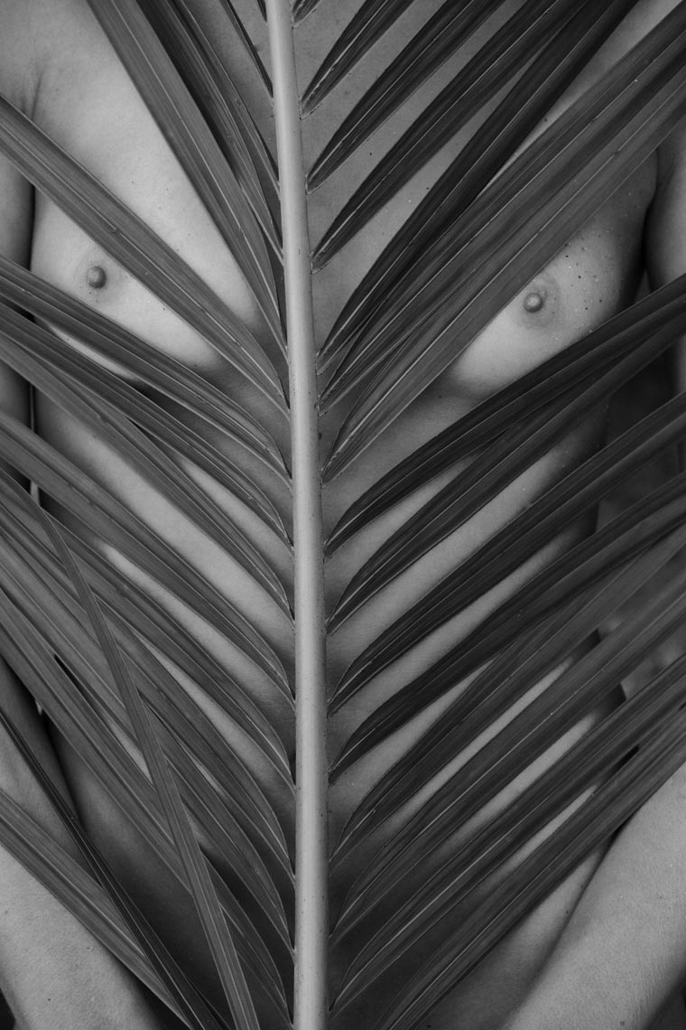 0-jess-palm-frond-sepia-important-bw