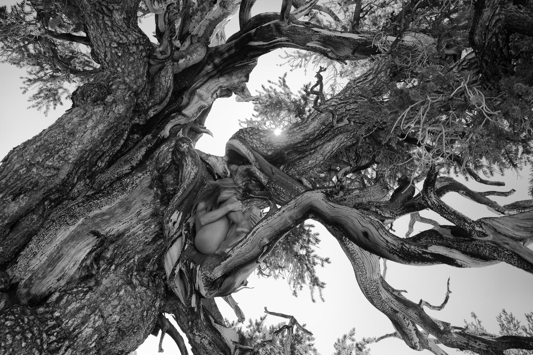 14-kimi-new-angle-bristlecone-bw-best