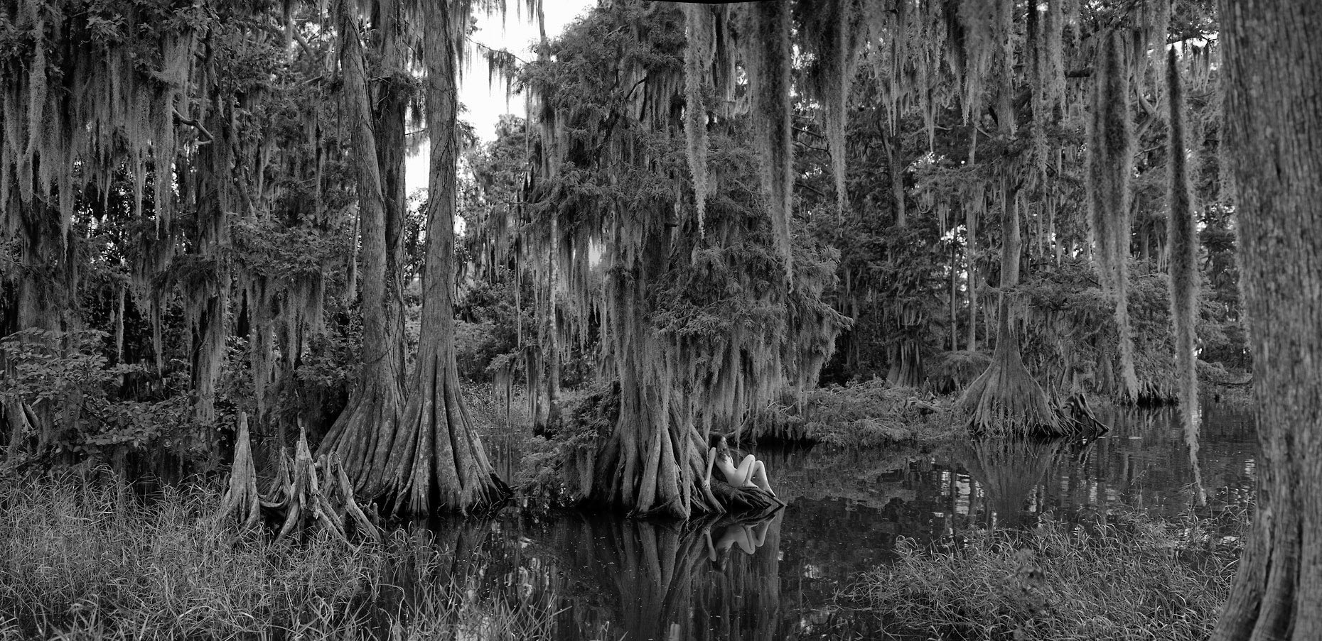 17-new-sepia-carina-wide-cypress