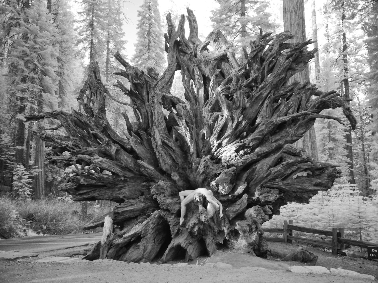 29-Grace-infrared-stump-redwood