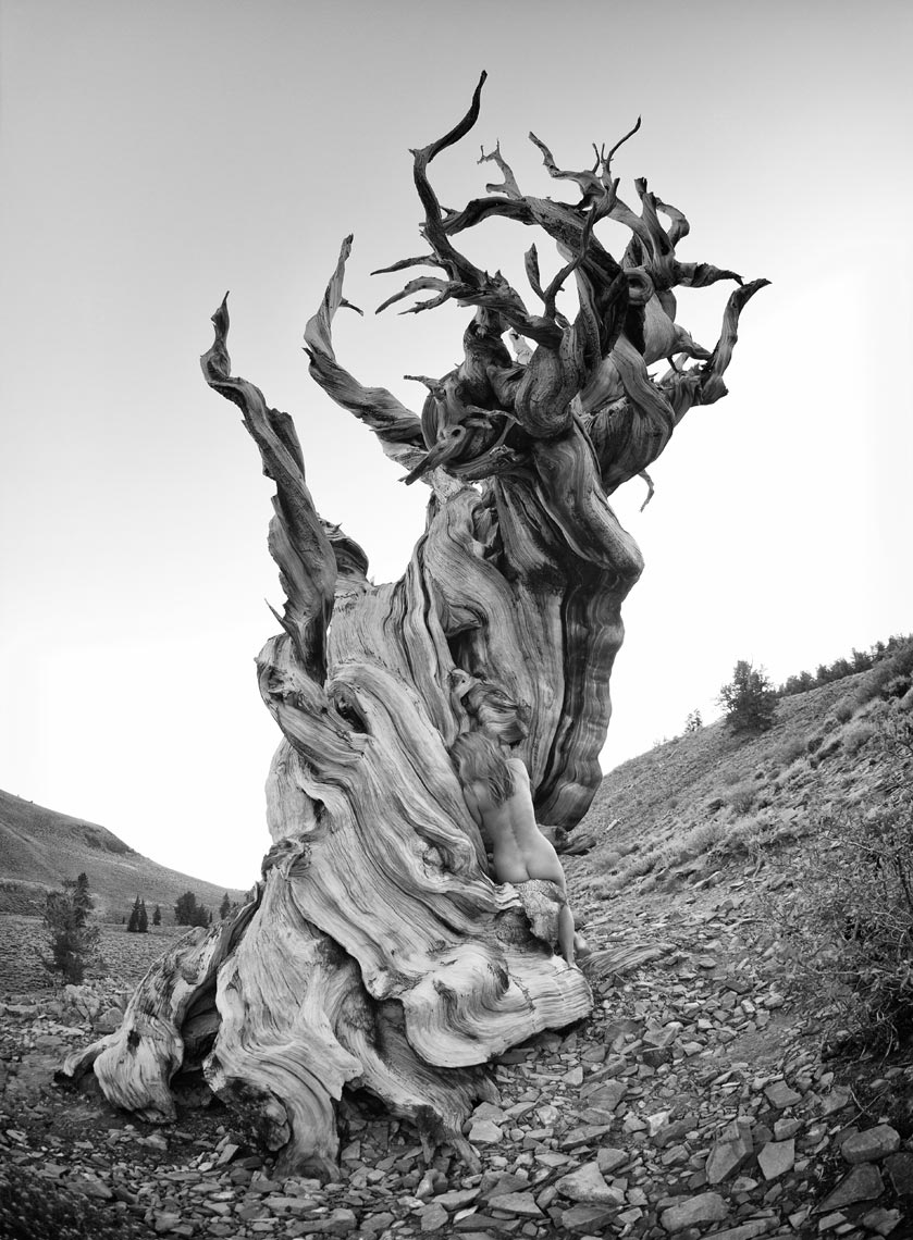 7-kimi-bristlecone-other-view-8-bit-bw-sharp